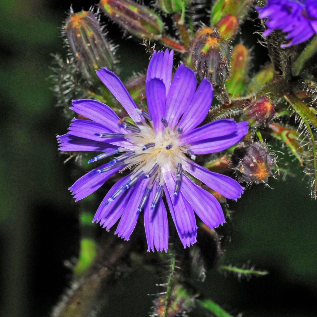 C'' una pianta nel bosco ,,,Cicerbita alpina